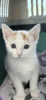 Canopy -  Domestic Short Hair Cat for Adoption in Venice, Florida - Canopy | PetCurious