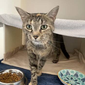 Lily -  Domestic Short Hair Cat for Adoption in Burlington, Ontario - Lily | PetCurious