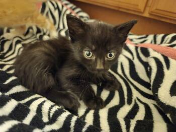 Black male kittens -  Domestic Short Hair Cat for Adoption in Concord, Ohio - Black Male Kittens | PetCurious