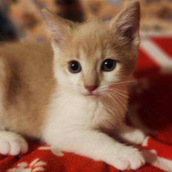 Dagmar -  Domestic Short Hair Cat for Adoption in Shinnston, West Virginia - Dagmar | PetCurious