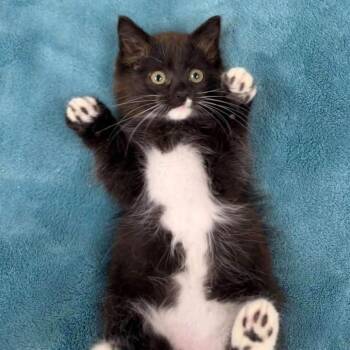 Sawyer -  Domestic Short Hair Cat for Adoption - Sawyer | PetCurious