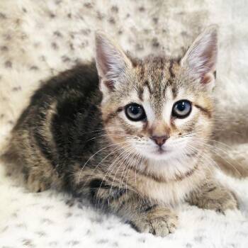 Huey -  Domestic Short Hair Cat for Adoption in Mt. Juliet, Tennessee - Huey | PetCurious