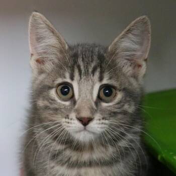 Crumpet -  Domestic Short Hair Cat for Adoption in Sarasota, Florida - Crumpet | PetCurious