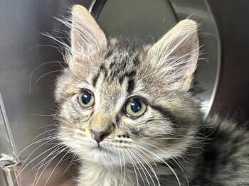 Mads -  Domestic Long Hair Cat for Adoption in Portland, Oregon - Mads | PetCurious