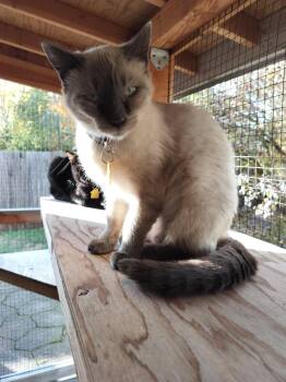 Rescue Siamese Cats for Adoption in Portland, Oregon - Sue Kim- Loves To Play | PetCurious