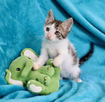 Alaska -  Turkish Van Cat for Adoption in St. Augustine, Florida - Alaska | PetCurious