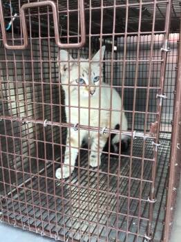 Siamese Cats Available for Adoption in New Braunfels, Texas - Sia | PetCurious