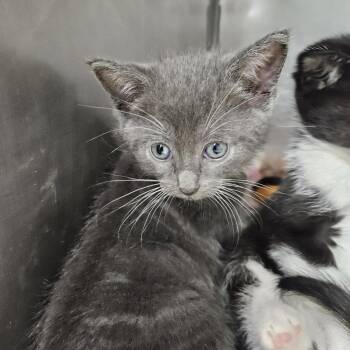 Strudel -  Domestic Short Hair Cat for Adoption in Ridgely, Maryland - Strudel | PetCurious