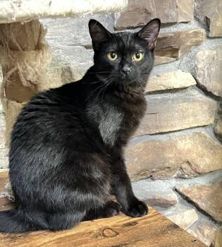 Rescue Domestic Short Hair Cats for Adoption in Mesa, Arizona - Penny | PetCurious