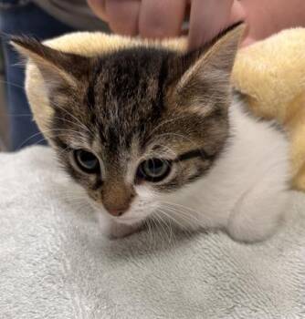 Domestic Short Hair Cats Available for Adoption in Fishers, Indiana - Parmesan | PetCurious