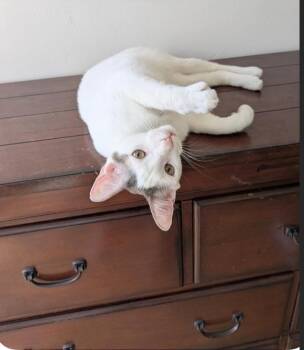 Domestic Short Hair Cats Available for Adoption in Riverside, California - Tattoo | PetCurious