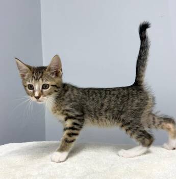 Vireo -  Domestic Short Hair Cat for Adoption in Mount Vernon, Ohio - Vireo | PetCurious