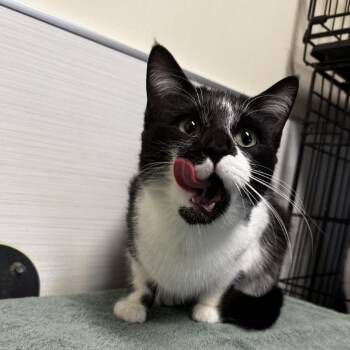 Domestic Short Hair Cats Available for Adoption - Aurora | PetCurious