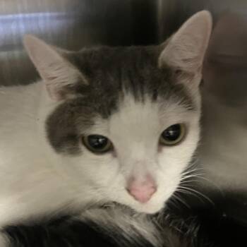 Domestic Short Hair Cats Available for Adoption - Vu | PetCurious