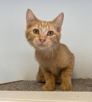 Domestic Medium Hair Cats Available for Adoption in Winnipeg, Manitoba - Hot Toddy | PetCurious