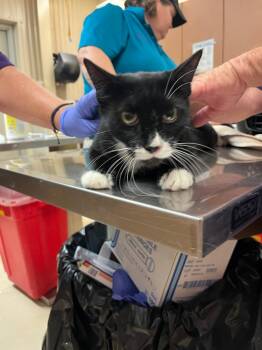 Rescue Domestic Short Hair Cats for Adoption in Bossier City, Louisiana - Benzo | PetCurious