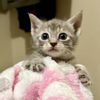 Domestic Short Hair Cats Available for Adoption in Jacksonville, Florida - Dory | PetCurious