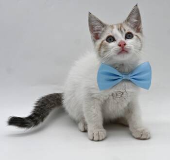 Siamese Cats Available for Adoption in Mobile, Alabama - Danny | PetCurious