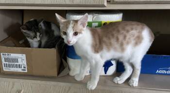 Lotus -  Domestic Short Hair Cat for Adoption in Havertown, Pennsylvania - Lotus | PetCurious