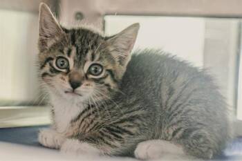 Domestic Short Hair Cats Available for Adoption in Charlotte, North Carolina - A1264172 | PetCurious