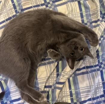 Wendy Marvell -  Domestic Short Hair Cat for Adoption in Colorado Springs, Colorado - Wendy Marvell | PetCurious