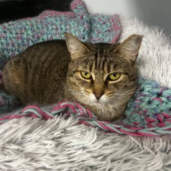 Rescue Tabby Cats for Adoption in Grand Rapids, Michigan - Claudia | PetCurious