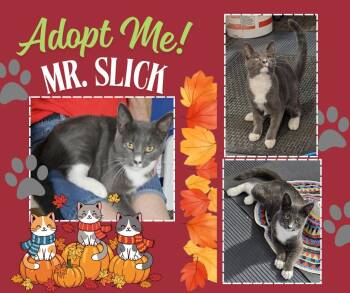 Rescue American Shorthair Cats for Adoption in Paris, Illinois - Mr. Slick | PetCurious
