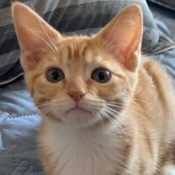 Rescue Domestic Short Hair Cats for Adoption in Los Angeles, California - Po | PetCurious