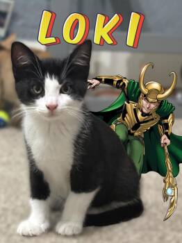 Loki -  Domestic Short Hair Cat for Adoption in Ferndale, Michigan - Loki | PetCurious