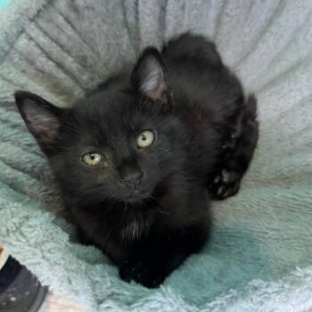 Goji -  Domestic Short Hair Cat for Adoption in Falls Church, Virginia - Goji | PetCurious