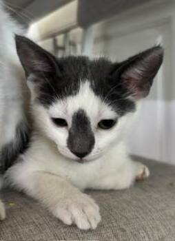 HANNAH -  Domestic Short Hair Cat for Adoption in San Bernardino, California - HANNAH | PetCurious