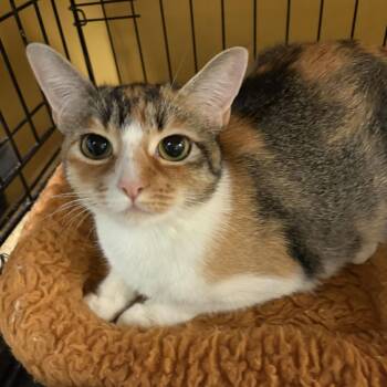 Emelin -  Domestic Short Hair Cat for Adoption in Webster, Texas - Emelin | PetCurious