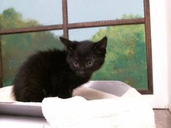 BIG FOOT -  Domestic Short Hair Cat for Adoption in Houston, Texas - BIG FOOT | PetCurious