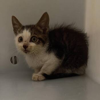 Slickis -  Domestic Short Hair Cat for Adoption in Columbus, Georgia - Slickis | PetCurious