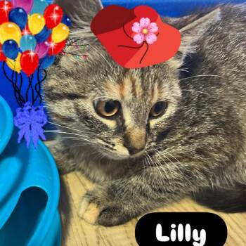 Rescue Domestic Short Hair Cats for Adoption in North Bergen, New Jersey - Lilly | PetCurious