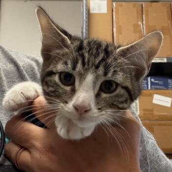 Goose -  Domestic Short Hair Cat for Adoption in Lake Jackson, Texas - Goose | PetCurious