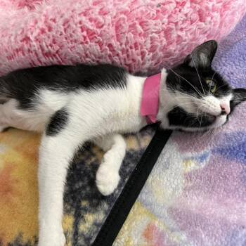 Oreo -  Domestic Short Hair Cat for Adoption in Brentwood, Missouri - Oreo | PetCurious