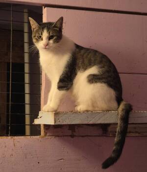 Sunny -  Domestic Short Hair Cat for Adoption in Brookville, Pennsylvania - Sunny | PetCurious