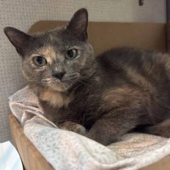 Domestic Short Hair Cats Available for Adoption in Richmond, Virginia - Macaron | PetCurious