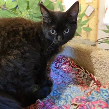 Fanny -  Domestic Medium Hair Cat for Adoption in Park Falls, Wisconsin - Fanny | PetCurious
