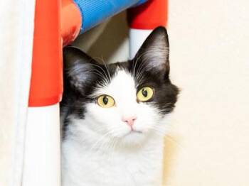 Fable -  Domestic Medium Hair and Domestic Short Hair Cat for Adoption in Longmont, Colorado - Fable | PetCurious