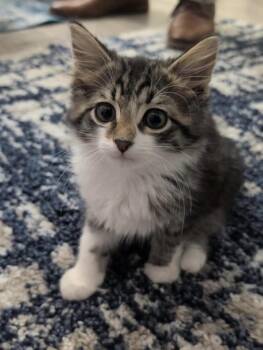 Spicy Bean Purrrito -  Domestic Medium Hair Cat for Adoption in Clarksville, Tennessee - Spicy Bean Purrrito | PetCurious