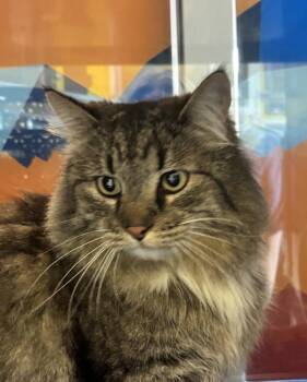 Edna Peanut -  Domestic Long Hair Cat for Adoption in Golden, Colorado - Edna Peanut | PetCurious