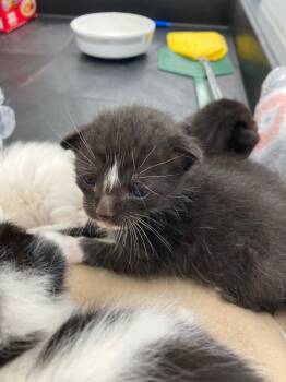 Rescue Domestic Short Hair Cats for Adoption in Hartsville, South Carolina - Caden | PetCurious