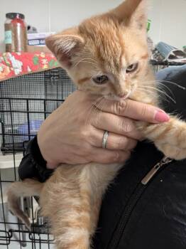 Cissy -  Domestic Short Hair Cat for Adoption in Tilton, Illinois - Cissy | PetCurious