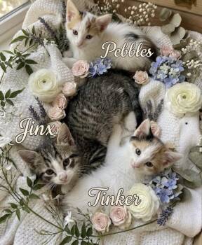 Pebbles, Tinker and Jinx -  Domestic Short Hair Cat for Adoption in Harvey, Louisiana - Pebbles, Tinker And Jinx | PetCurious