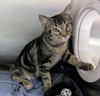 Wesson -  Domestic Short Hair Cat for Adoption in Springfield, Illinois - Wesson | PetCurious