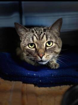 Bubba -  Domestic Short Hair Cat for Adoption in Sebastian, Florida - Bubba | PetCurious