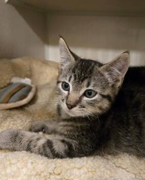 Tabby Cats Available for Adoption in New Rochelle, New York - King Of Pop | PetCurious