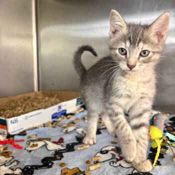 Yeti -  Domestic Short Hair Cat for Adoption in Springfield, Illinois - Yeti | PetCurious